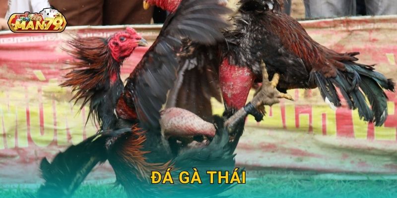 Đá gà Thái gay cấn – Cơ hội thắng lớn từng phút tại Man79 10 Đá gà Thái gay cấn – Cơ hội thắng lớn từng phút tại Man79