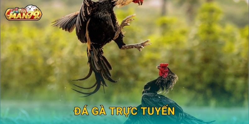 Đá gà trực tuyến: Xu hướng mới – Giải trí đẳng cấp tại Man79 1 Đá gà trực tuyến: Xu hướng mới – Giải trí đẳng cấp tại Man79