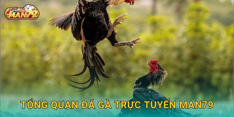 Đá gà trực tuyến: Xu hướng mới – Giải trí đẳng cấp tại Man79 2 Tổng quan Đá gà trực tuyến Man79
