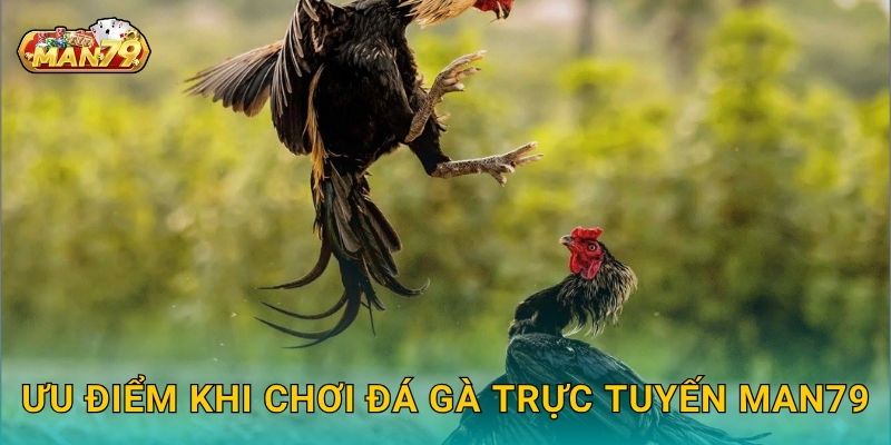 Đá gà trực tuyến: Xu hướng mới – Giải trí đẳng cấp tại Man79 3 Ưu điểm khi chơi Đá gà trực tuyến Man79