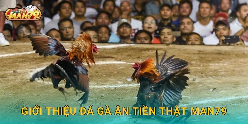 Đá gà ăn tiền thật thông minh, nhân thưởng cực nhanh tại Man79 2 Giới thiệu Đá gà ăn tiền thật Man79