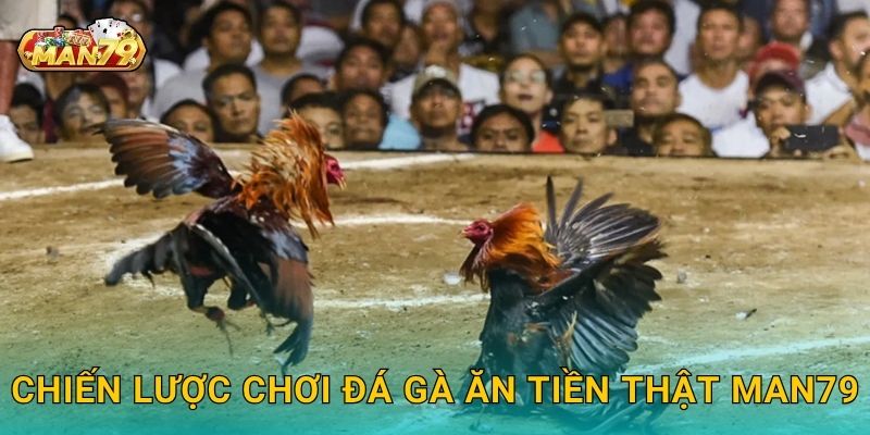 Đá gà ăn tiền thật thông minh, nhân thưởng cực nhanh tại Man79 3 Chiến lược chơi Đá gà ăn tiền thật Man79