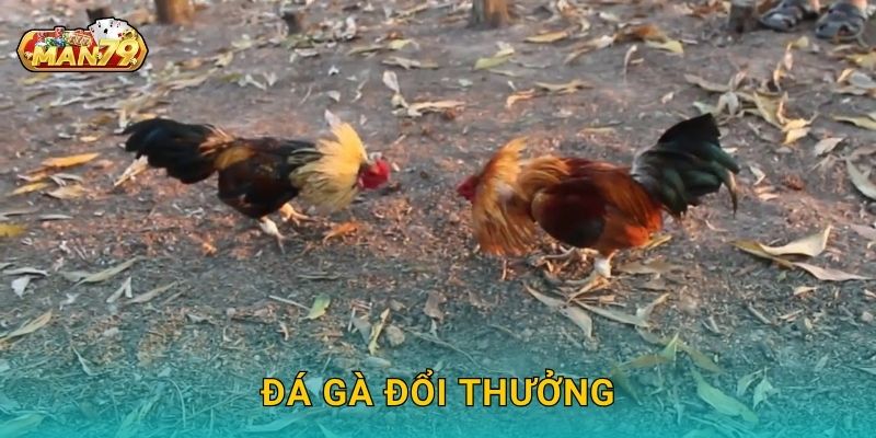 Đá gà đổi thưởng – Nhận quà giá trị, thắng lớn tại Man79 13 Đá gà đổi thưởng – Nhận quà giá trị, thắng lớn tại Man79