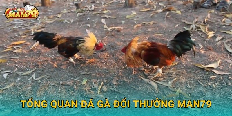 Đá gà đổi thưởng – Nhận quà giá trị, thắng lớn tại Man79 2 Tổng quan Đá gà đổi thưởng Man79