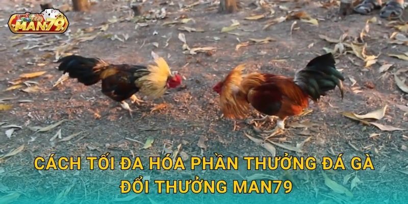 Đá gà đổi thưởng – Nhận quà giá trị, thắng lớn tại Man79 3 Cách tối đa hóa phần thưởng Đá gà đổi thưởng Man79