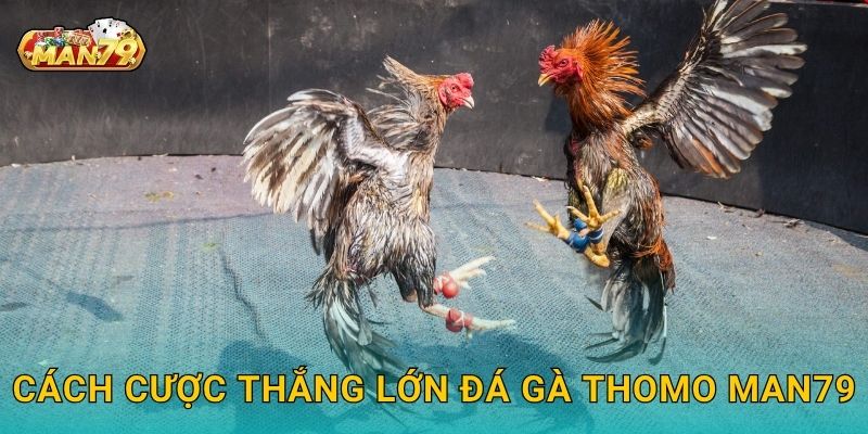 Đá gà Thomo kịch tính – Đấu trường huyền thoại tại Man79 3 Cách cược thắng lớn Đá gà Thomo Man79