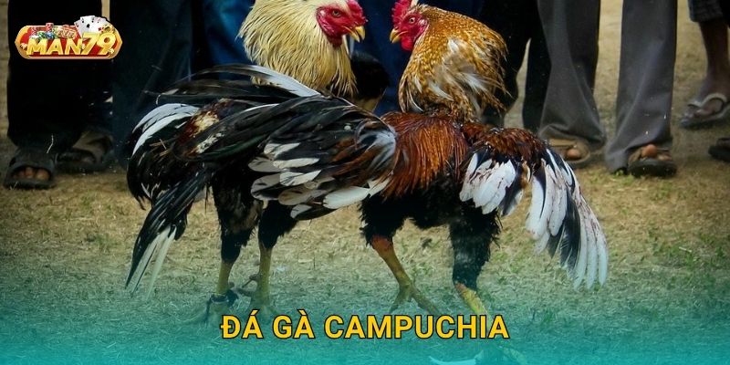 Đá gà Campuchia: Truyền thống lâu đời – Đấu trường đỉnh cao tại Man79 25 Đá gà Campuchia: Truyền thống lâu đời – Đấu trường đỉnh cao tại Man79