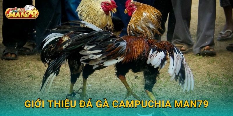 Đá gà Campuchia: Truyền thống lâu đời – Đấu trường đỉnh cao tại Man79 2 Giới thiệu Đá gà Campuchia Man79