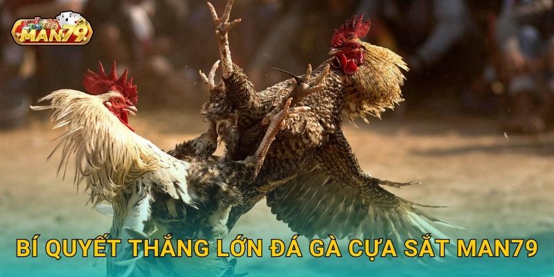 Đá gà cựa sắt linh hoạt – Nhân tốc độ chiến thắng tại Man79 3 Bí quyết thắng lớn Đá gà cựa sắt Man79
