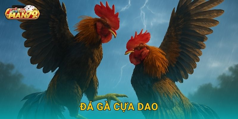 Đá gà cựa dao an toàn – Đấu trường kịch tính tại Man79 1 Đá gà cựa dao an toàn – Đấu trường kịch tính tại Man79