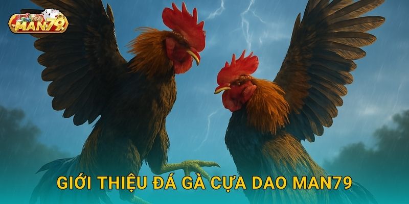 Đá gà cựa dao an toàn – Đấu trường kịch tính tại Man79 2 Giới thiệu Đá gà cựa dao Man79