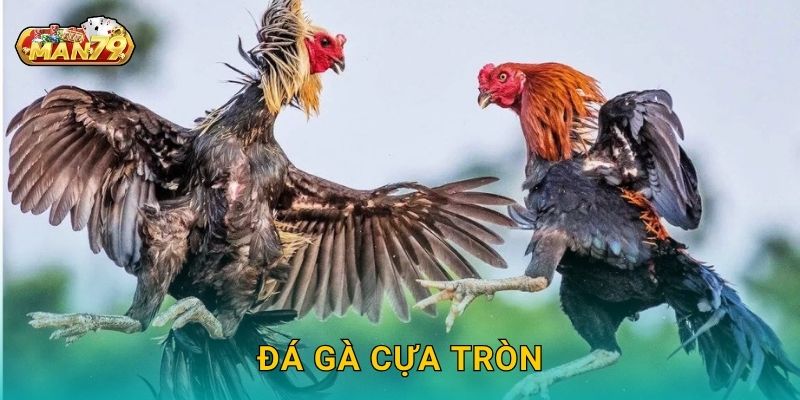 Đá gà cựa tròn – Màn đối kháng bền bỉ hấp dẫn tại Man79
