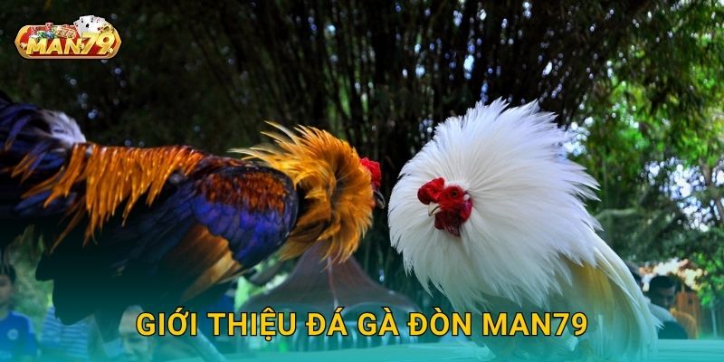 Đá gà đòn truyền thống – Tái hiện tinh hoa Việt tại Man79 2 Giới thiệu Đá gà đòn Man79