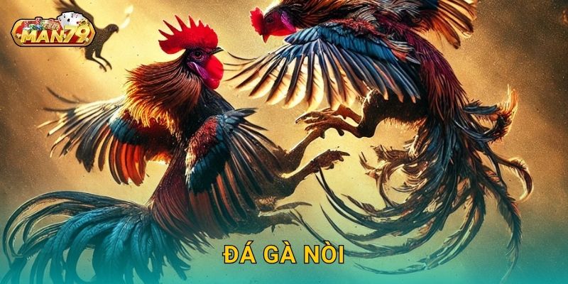 Đá gà nòi thuần Việt – Sức mạnh và bản lĩnh tại Man79 1 Đá gà nòi thuần Việt – Sức mạnh và bản lĩnh tại Man79