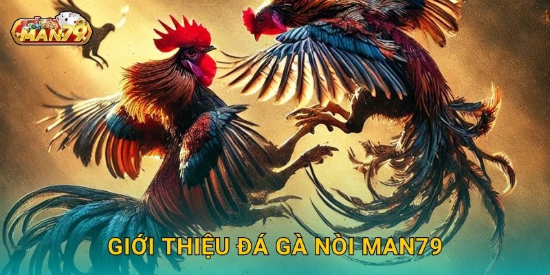 Đá gà nòi thuần Việt – Sức mạnh và bản lĩnh tại Man79 2 Giới thiệu Đá gà nòi Man79
