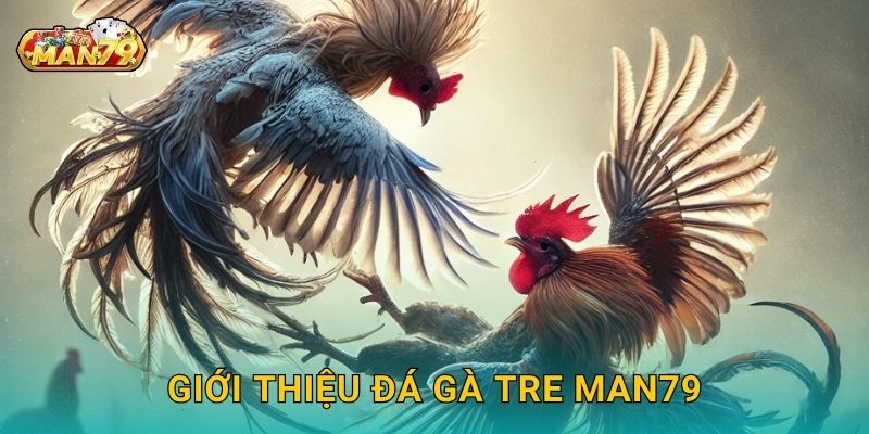 Đá gà tre nhanh nhẹn – Giải trí đậm chất dân gian tại Man79 2 Giới thiệu Đá gà tre Man79