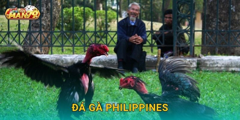 Đá gà Philippines bùng nổ – Đấu trường quốc tế tại Man79 1 Đá gà Philippines bùng nổ – Đấu trường quốc tế tại Man79