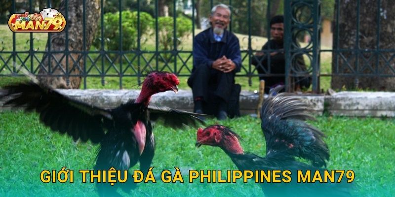 Đá gà Philippines bùng nổ – Đấu trường quốc tế tại Man79 2 Giới thiệu Đá gà Philippines Man79
