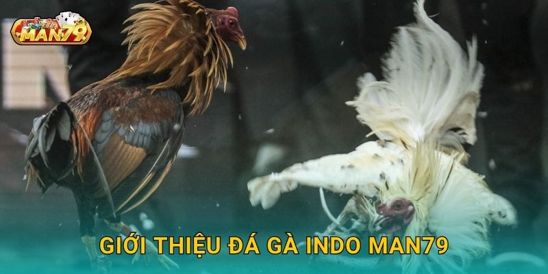 Đá gà Indo hấp dẫn – Cơ hội nhân đôi chiến thắng tại Man79 2 Giới thiệu Đá gà Indo Man79
