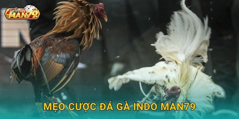 Đá gà Indo hấp dẫn – Cơ hội nhân đôi chiến thắng tại Man79 3 Mẹo cược Đá gà Indo Man79